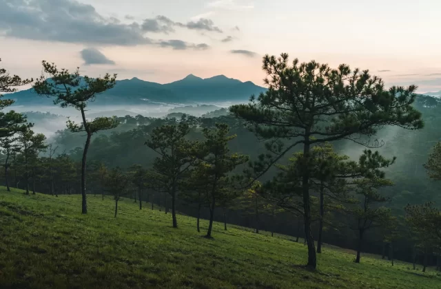 Đồi cỏ xanh với những cây thông và dãy núi mờ sương ở Đà Lạt
