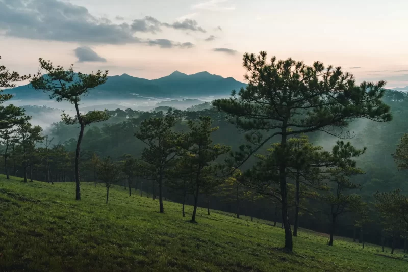 Đồi cỏ xanh với những cây thông và dãy núi mờ sương ở Đà Lạt