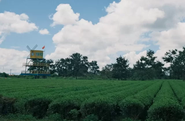 Đồi chè xanh với tháp ngắm cảnh giữa trời mây