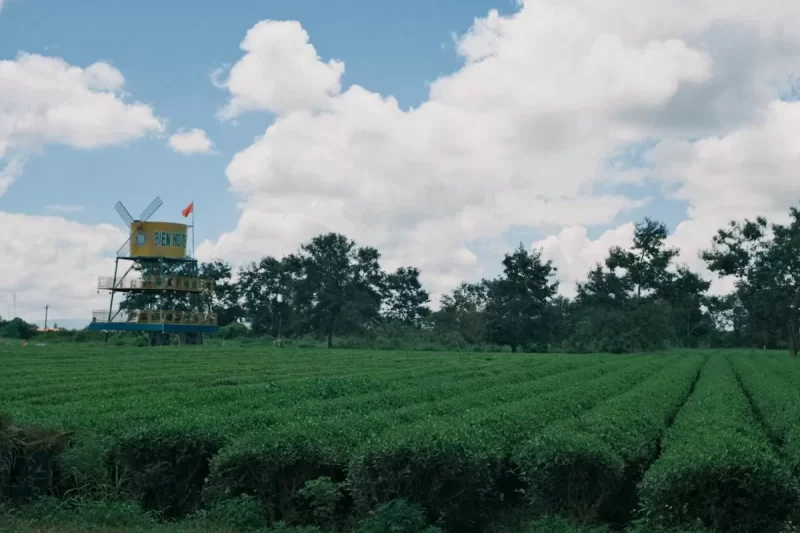 Đồi chè xanh với tháp ngắm cảnh giữa trời mây