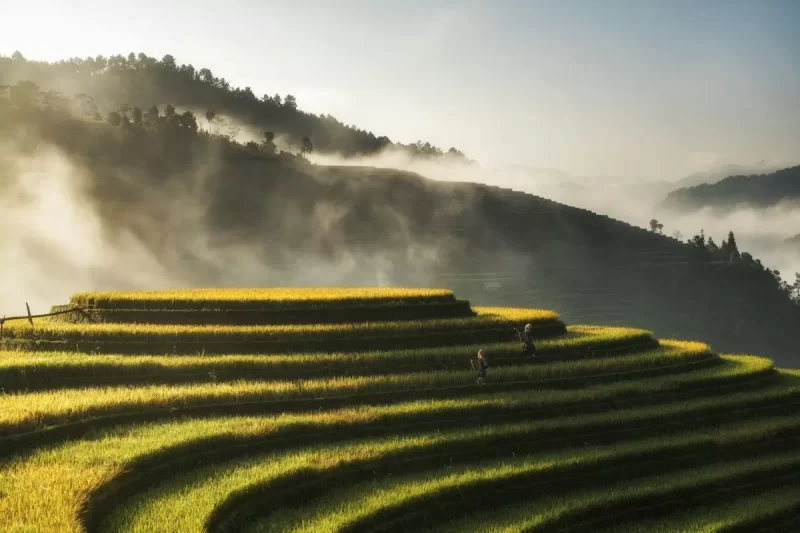 Ruộng bậc thang vàng óng lúc bình minh ở Mù Cang Chải