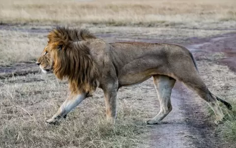 Sư tử đực đi trên thảo nguyên ở Kenya