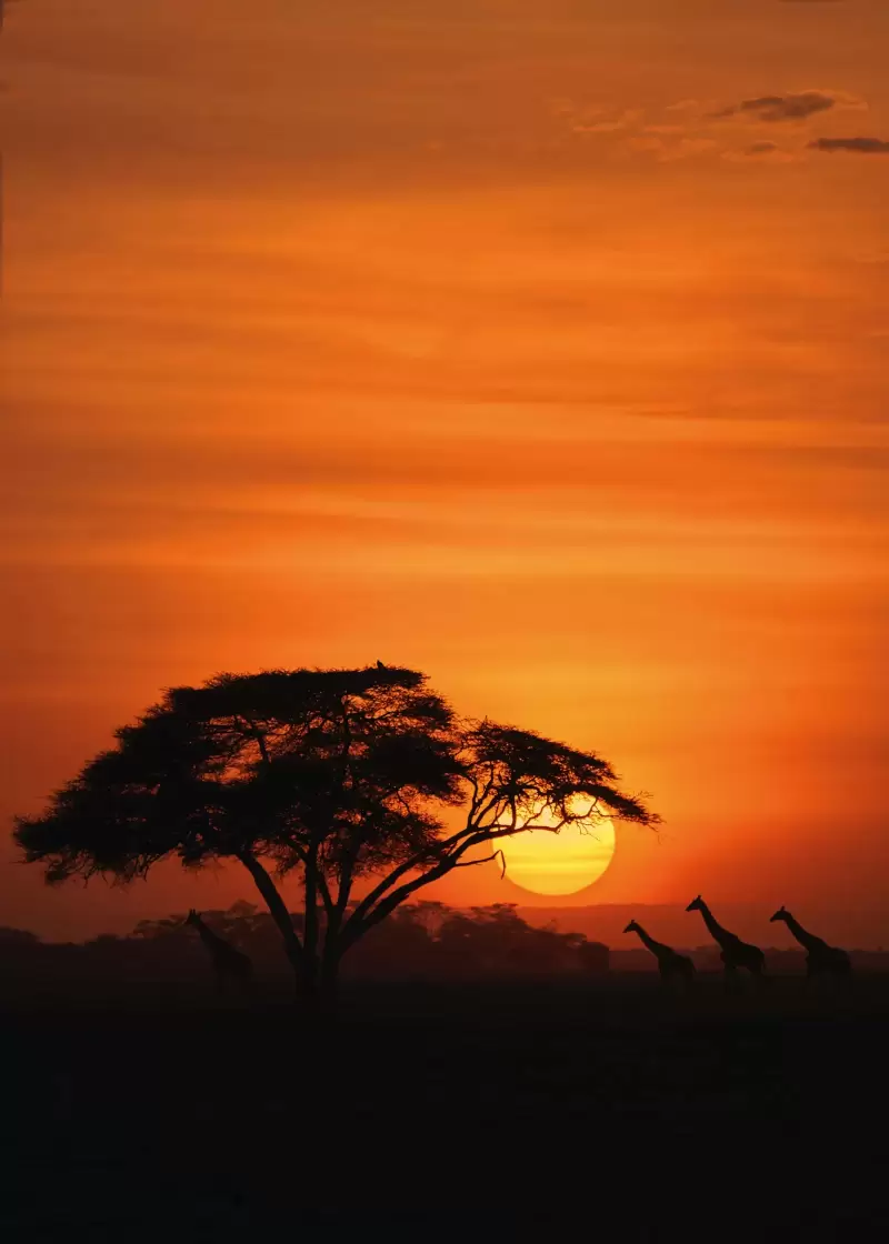 Hoàng hôn cam trên thảo nguyên với cây keo ở Kenya