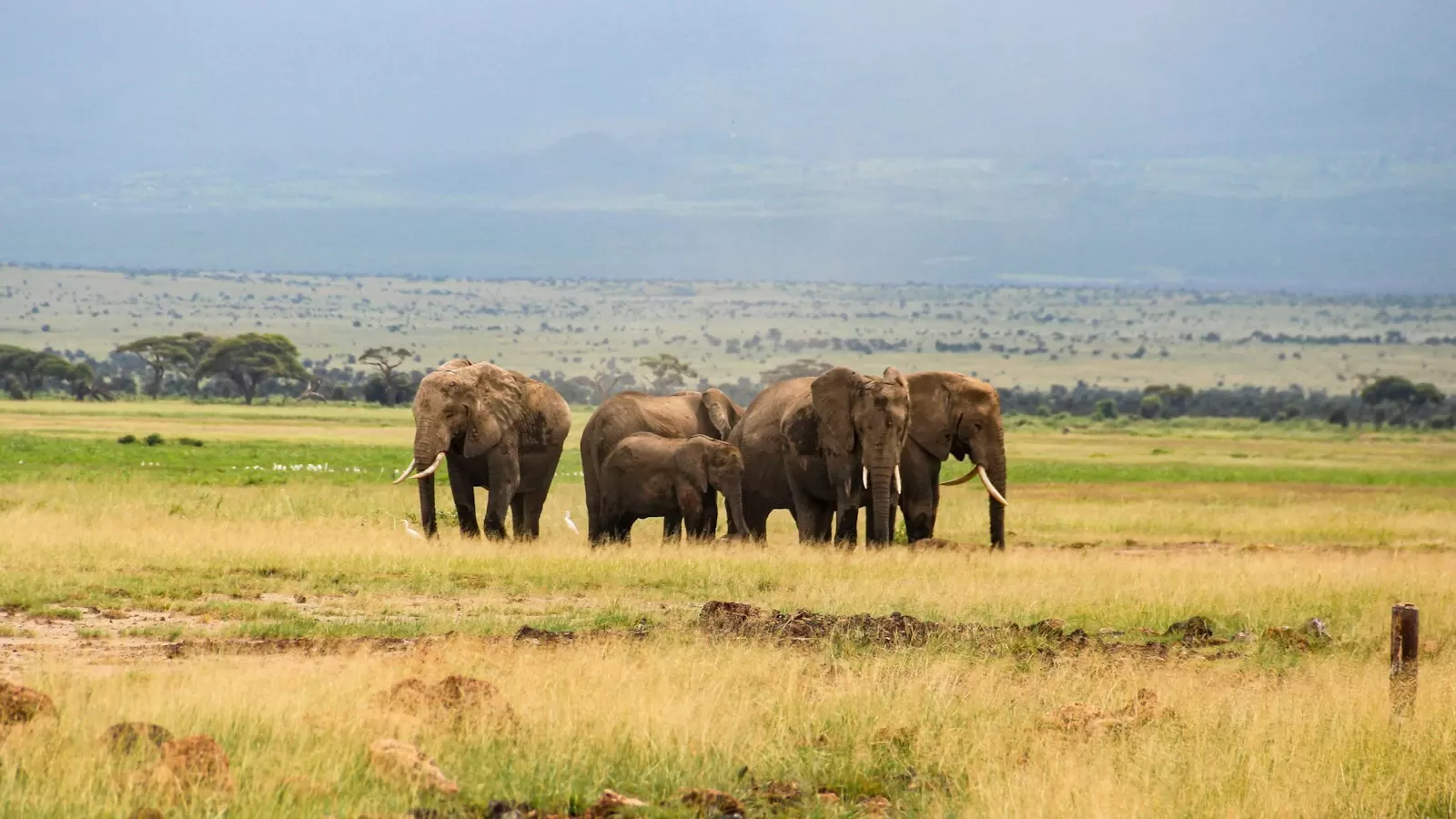 Đàn voi đi trên thảo nguyên Amboseli, Kenya