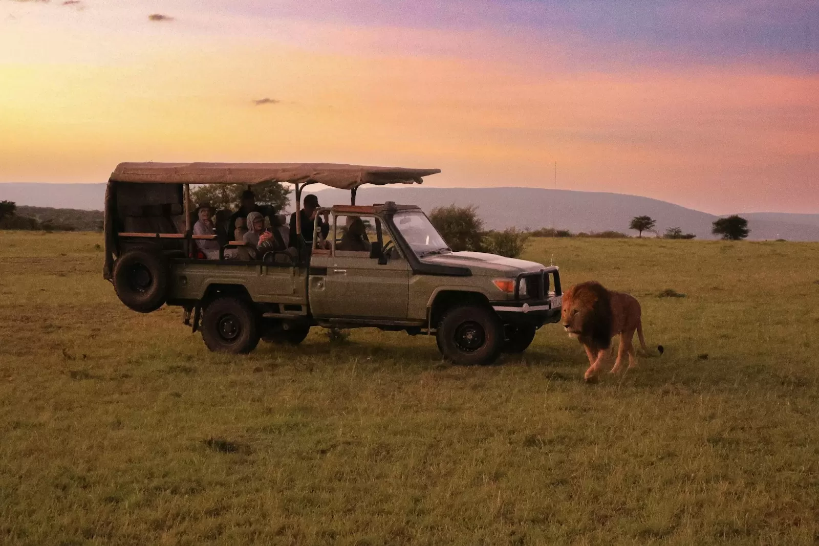 Xe safari chở khách gần một con sư tử trên thảo nguyên Masai Mara