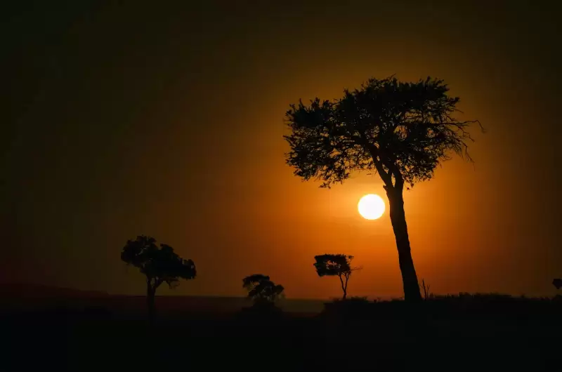 Bóng cây keo in trên nền hoàng hôn ở Kenya