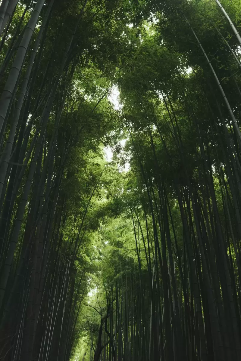 Rừng tre xanh cao vút ở Arashiyama, Kyoto