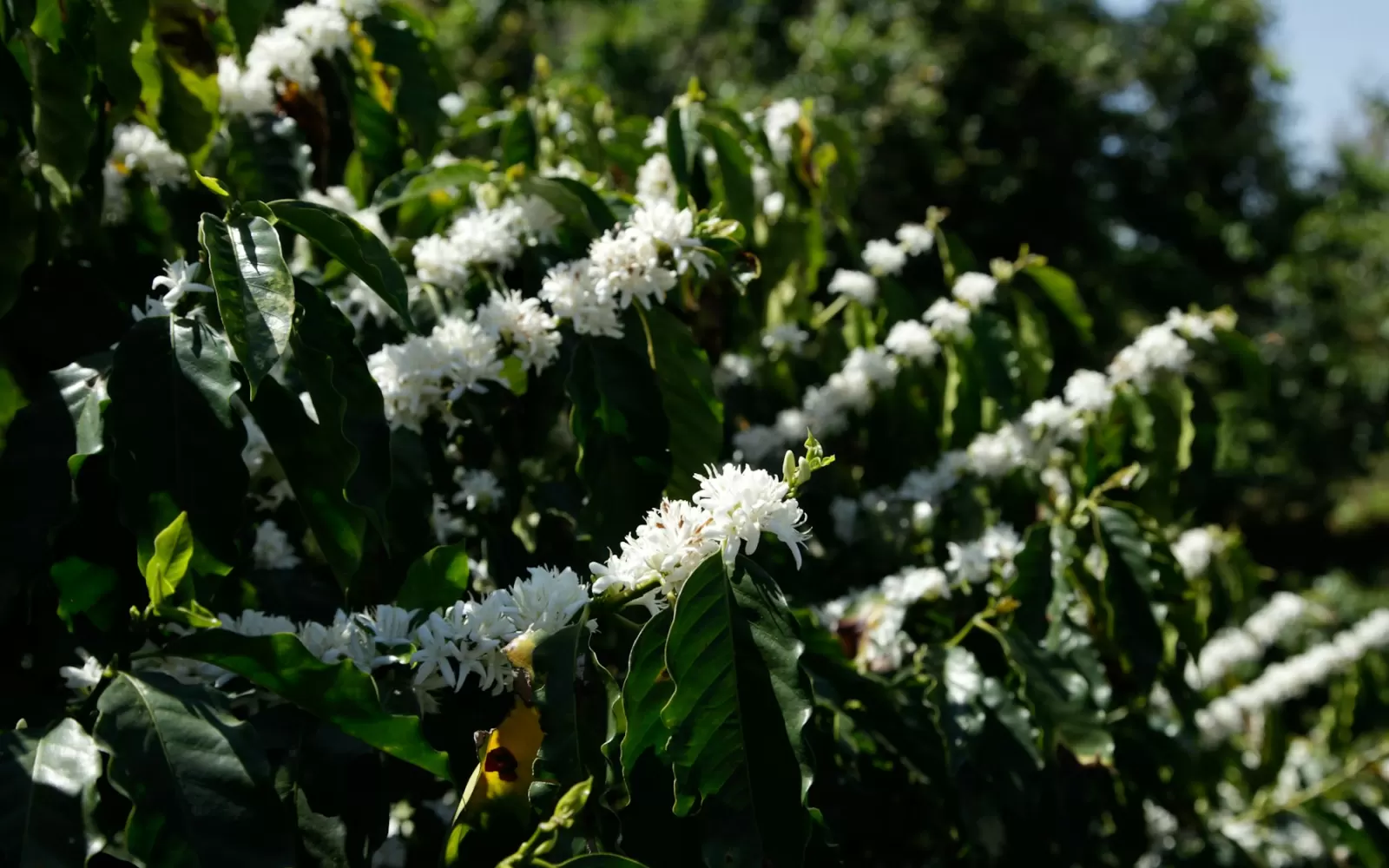 Cà phê Buôn Ma Thuột: thủ phủ Robusta trên đất bazan đỏ