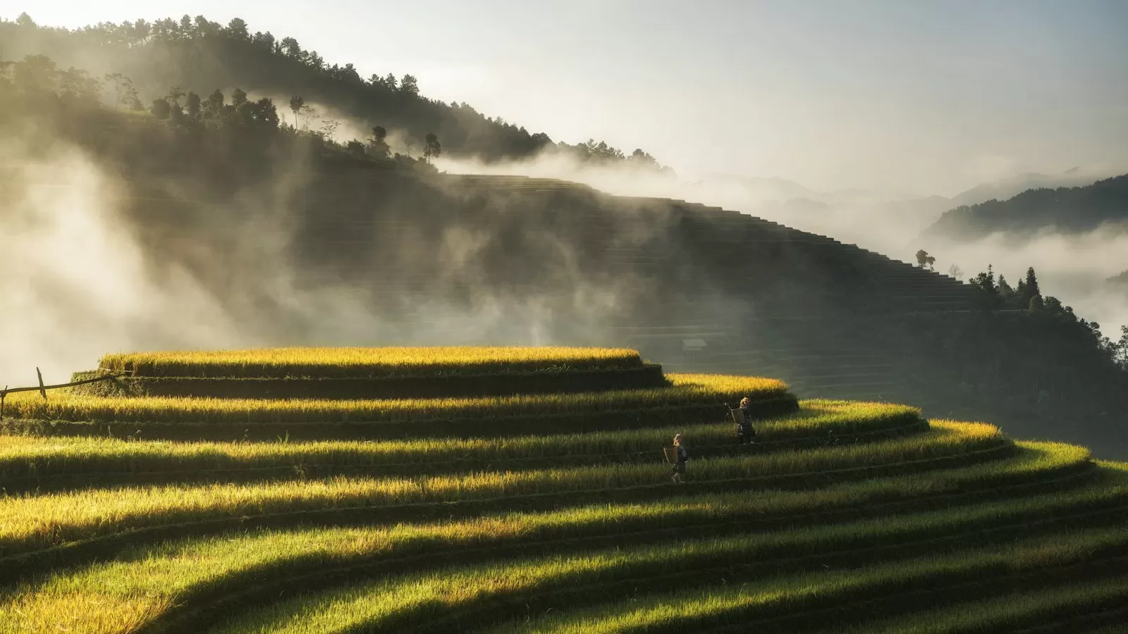 Ruộng bậc thang lúa chín vàng trong sương sớm vùng núi phía Bắc