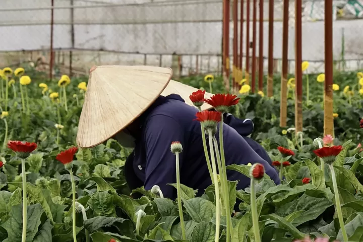 Người làm vườn đội nón lá chăm hoa trong nhà màng