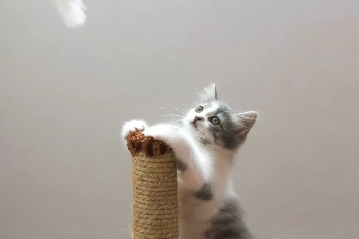 Mèo con vươn người cào cột cào