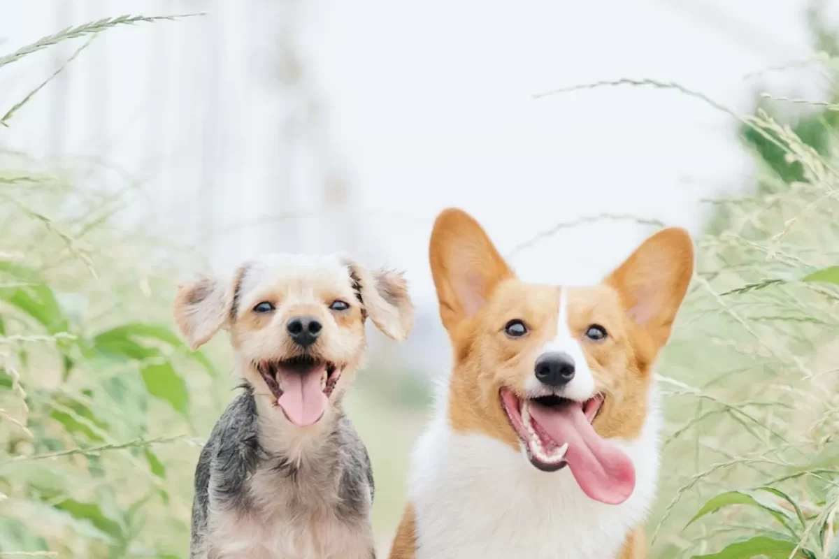 Hai chú chó con và corgi chạy chơi giữa đồng cỏ
