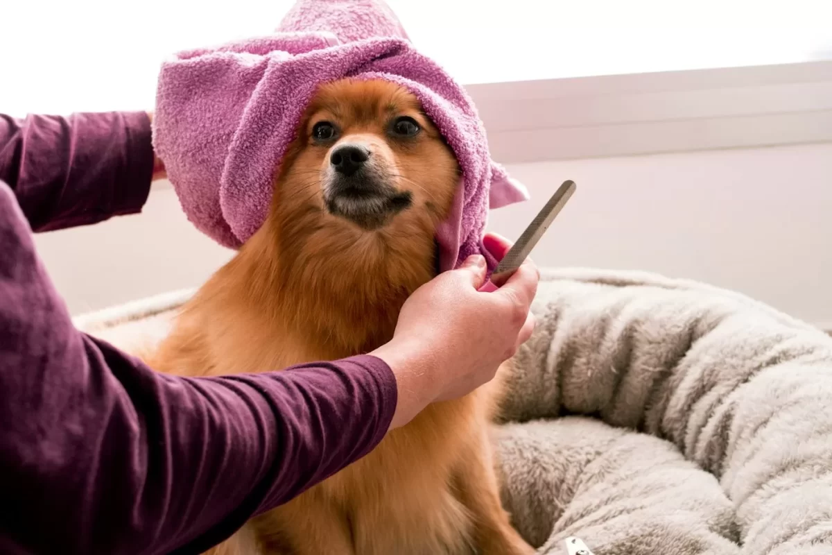 Chú chó cam quấn khăn tắm hồng trên đầu sau khi tắm