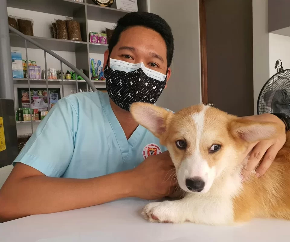 BS. Nguyễn Quốc Bảo, bác sĩ thú y tại Gấu & Mèo (ảnh minh hoạ)