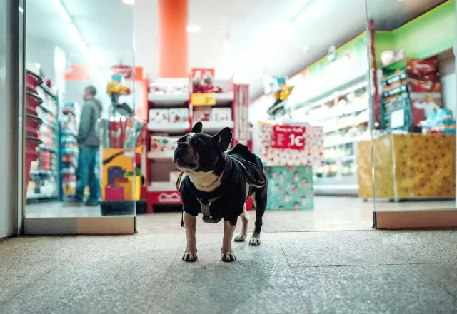 Chú chó mặc áo dạo giữa gian hàng pet shop
