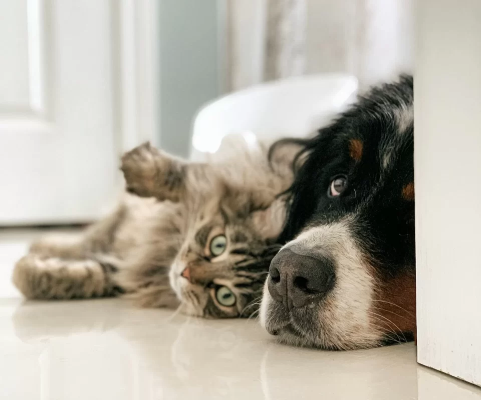 Mèo và chú chó Bernese nằm thư giãn cạnh nhau trên sàn nhà sáng