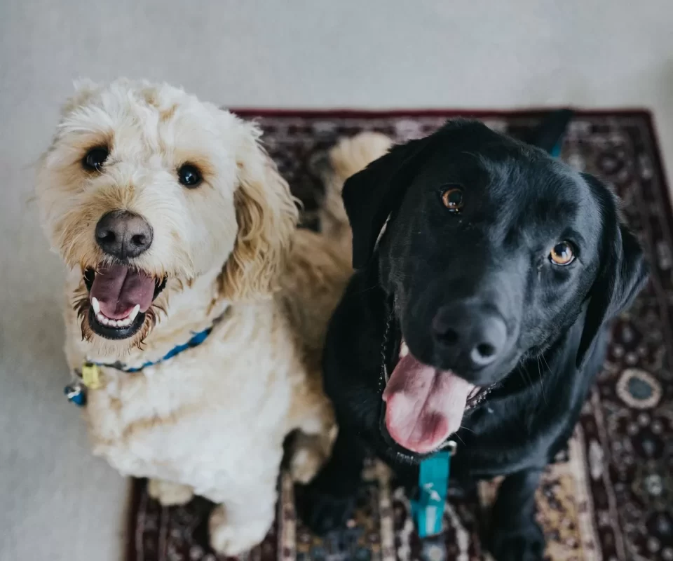 Lưu trú chó mèo (Pet hotel) tại Gấu & Mèo