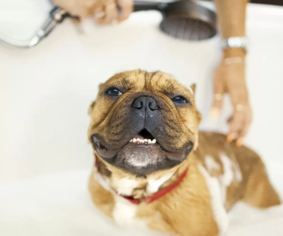 Spa & grooming chó tại Gấu & Mèo