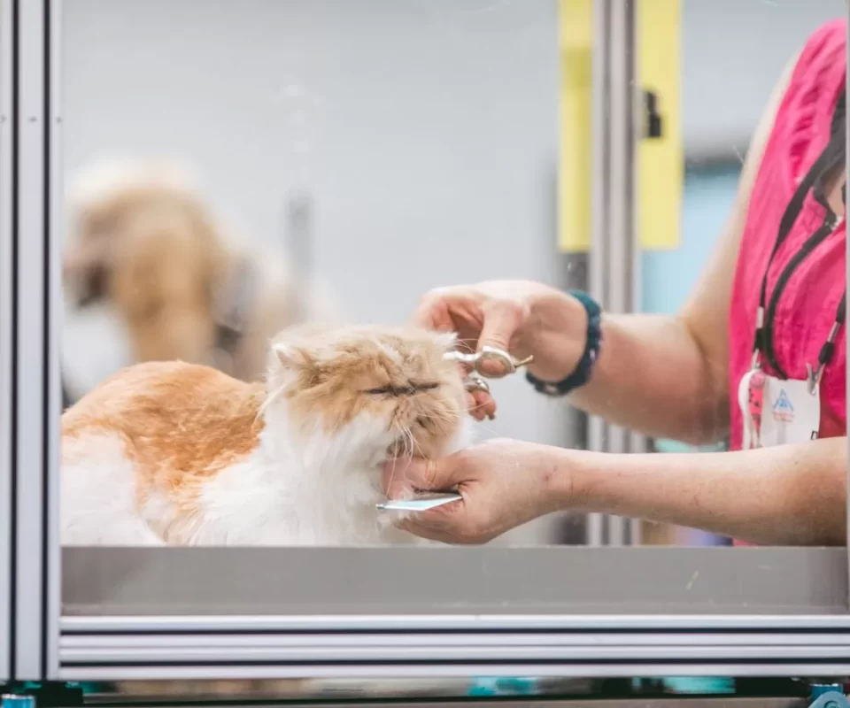 Spa & grooming mèo tại Gấu & Mèo