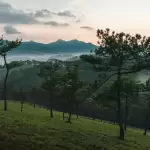 Sườn đồi thông Đà Lạt với những thân thông cao và thung lũng xa xa quanh homestay Đồi Thông Mây