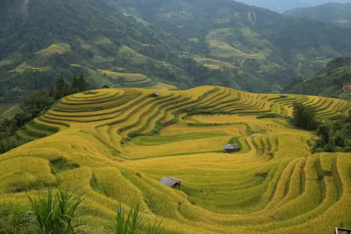 Ruộng bậc thang xanh vàng ôm quanh một ngôi nhà nhỏ ở vùng cao Hà Giang gần Du Già Bên Suối