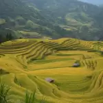Ruộng bậc thang xanh vàng ôm quanh một ngôi nhà nhỏ ở vùng cao Hà Giang gần Du Già Bên Suối