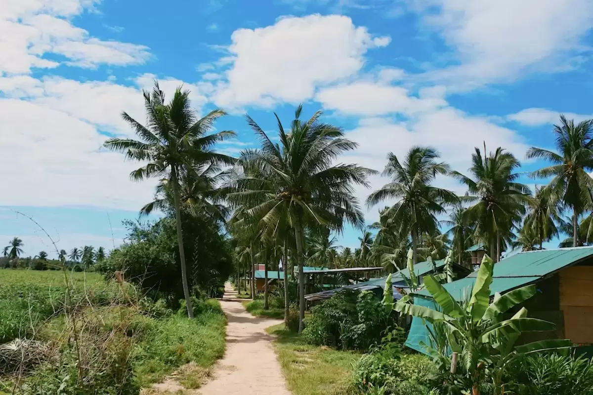 Đường làng rợp bóng dừa dẫn vào khu Cẩm Thanh, nơi đặt homestay Rơm Cẩm Thanh ở Hội An