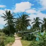 Đường làng rợp bóng dừa dẫn vào khu Cẩm Thanh, nơi đặt homestay Rơm Cẩm Thanh ở Hội An