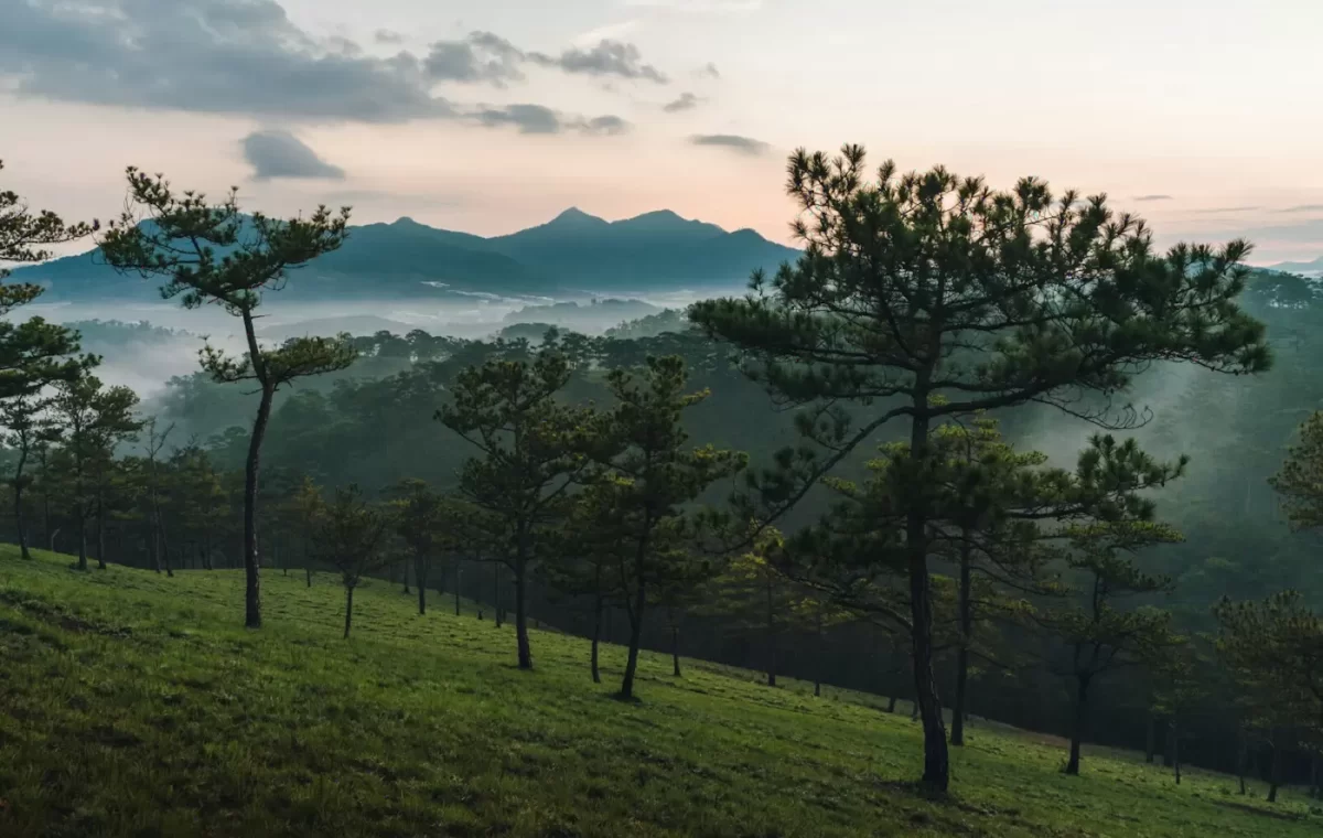 Đồi thông và thung lũng Đà Lạt lúc bình minh