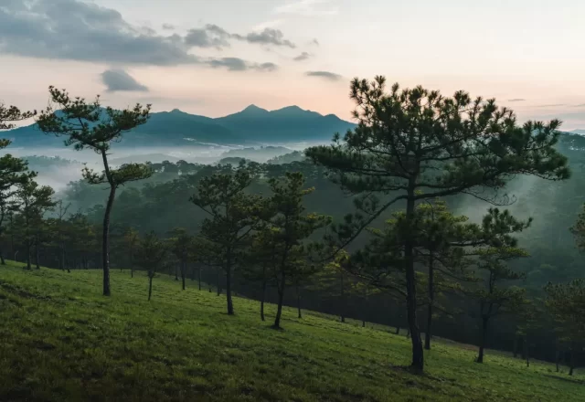 Đồi thông và thung lũng Đà Lạt lúc bình minh