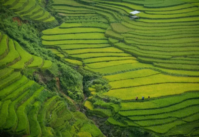 Những thửa ruộng bậc thang mùa lúa ở Sa Pa