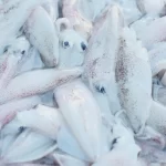 Mực ống trắng tươi ướp đá chờ chế biến