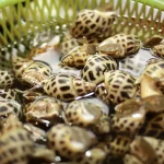 Ốc hương vỏ đốm nâu trong rổ nhựa