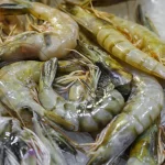 Tôm sú sống to bản xếp thành đống trên đá