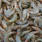 Tôm thẻ chân trắng tươi vỏ xám trong xanh