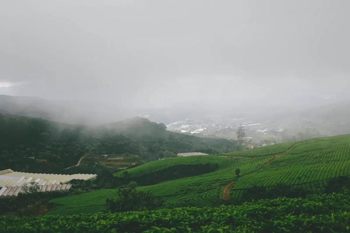 Đồi chè xanh phủ sương mỏng, mây trắng thấp trên thung lũng