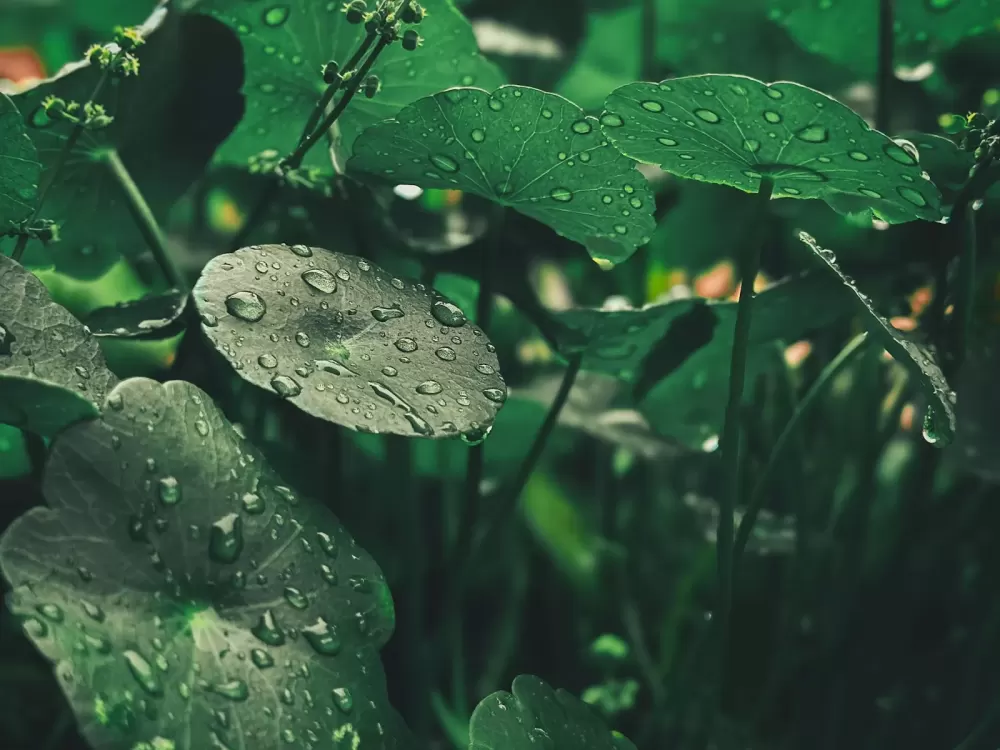 Lá rau má đọng nước