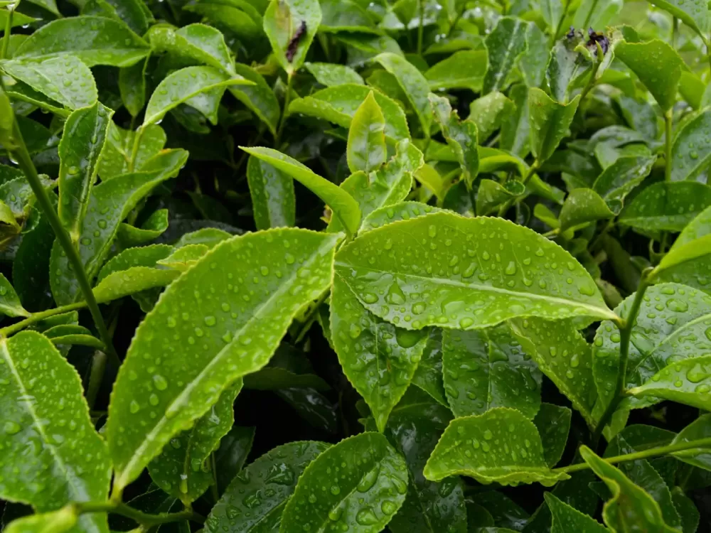 Búp trà xanh đọng sương