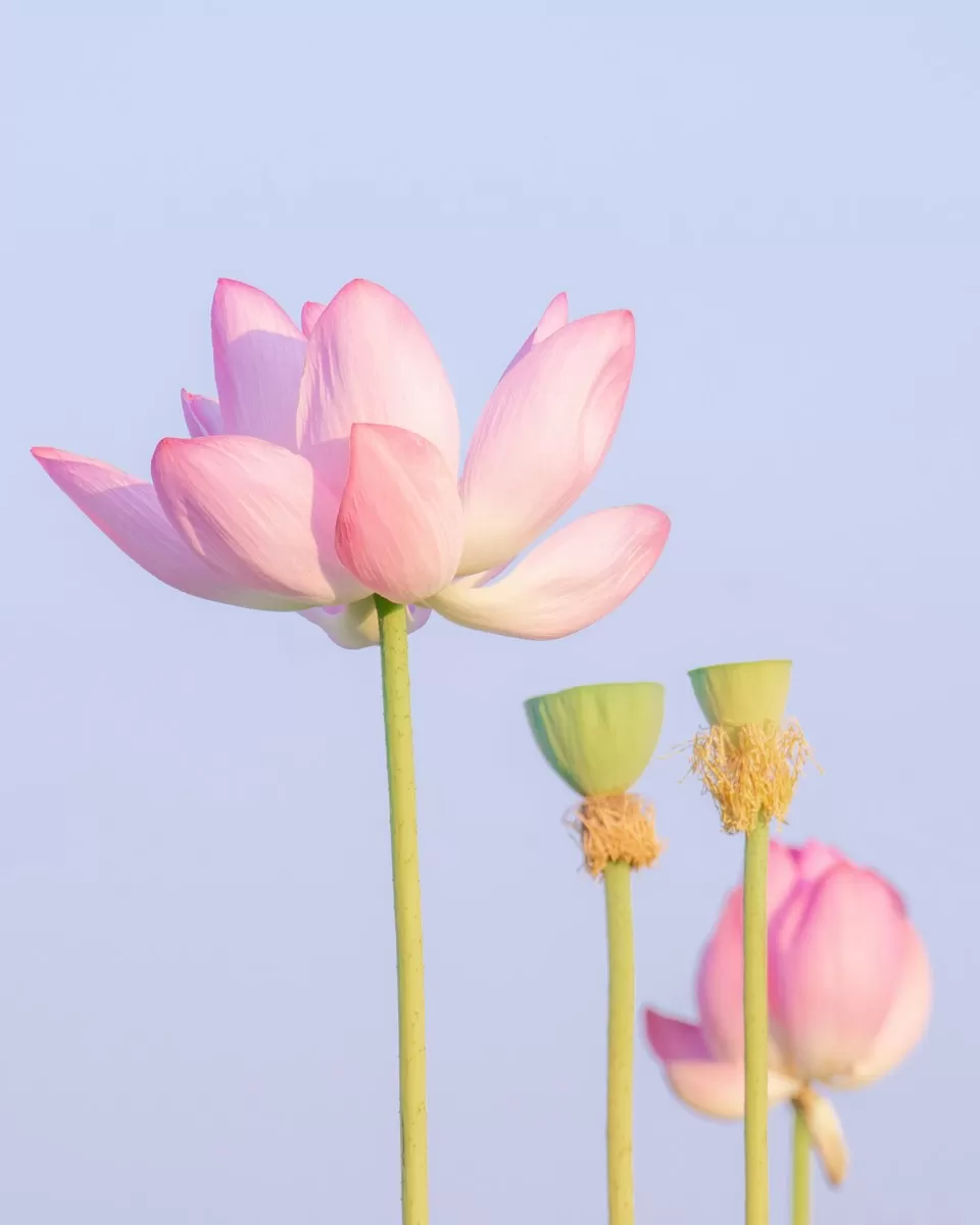 Hoa sen trên nền trời