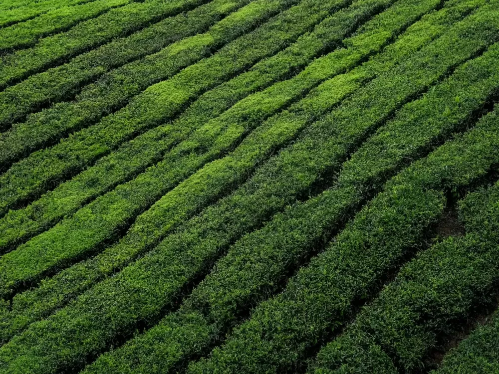 đồi chè xếp hàng