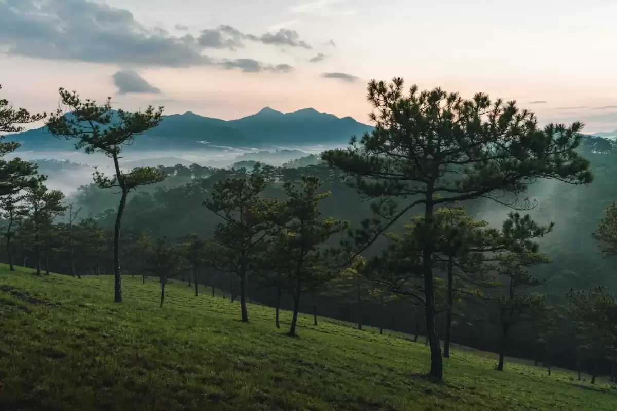 Chụp ảnh cưới Đà Lạt: đồi thông và dãy núi xa trong ánh chiều ấm, sương mỏng