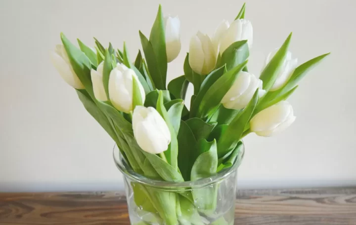 Những bông tulip trắng nở trong bình thủy tinh