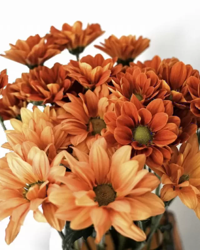 Bó hoa gerbera cam rực rỡ cắm cùng cúc mắt nai