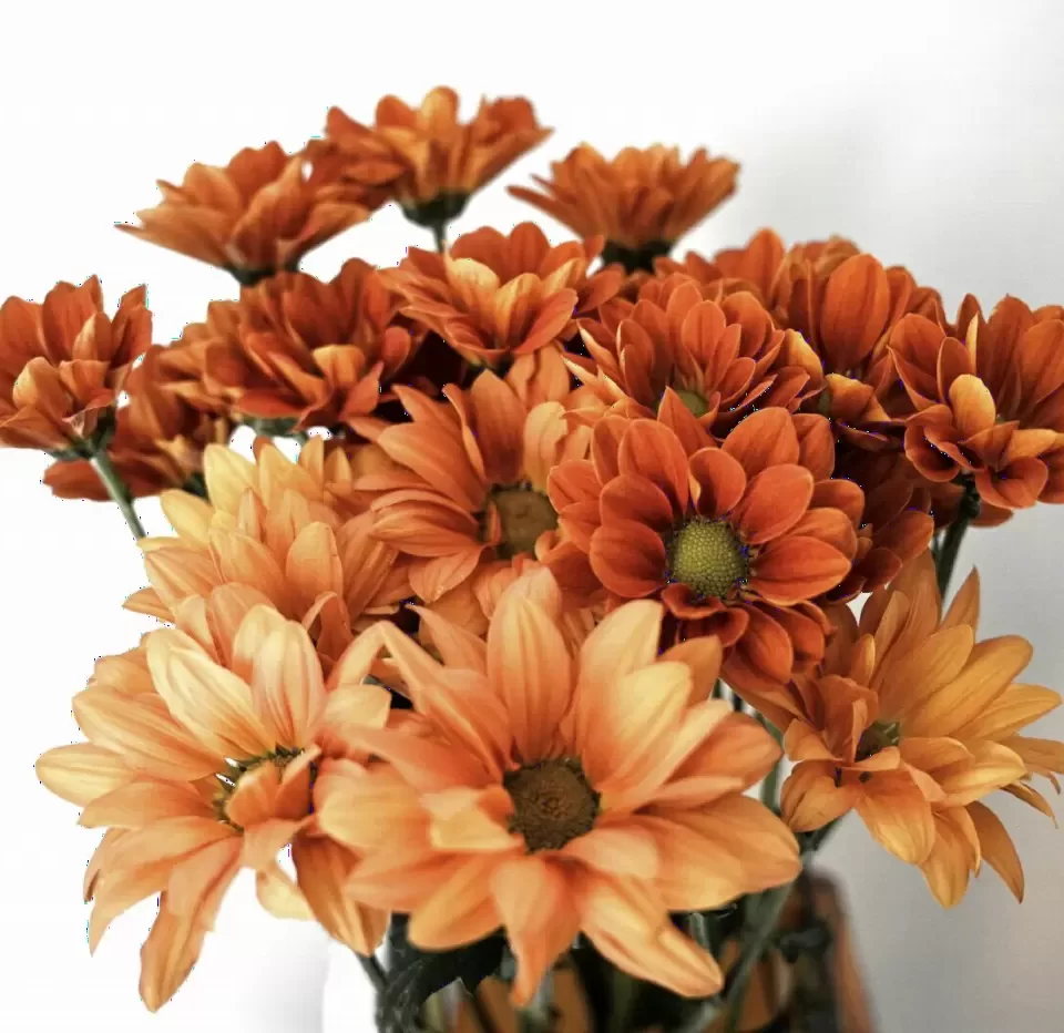 Bó hoa gerbera cam rực rỡ cắm cùng cúc mắt nai