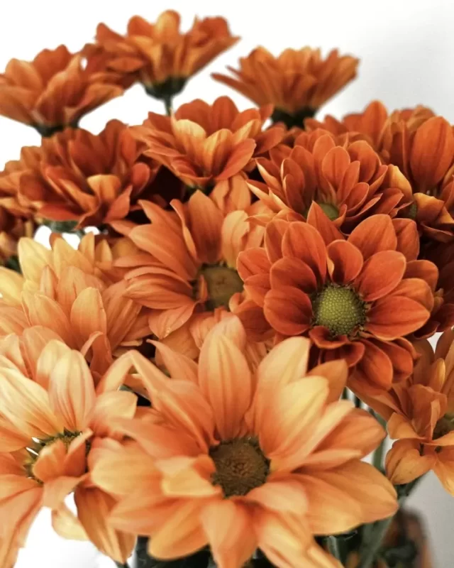 Cận cảnh: bó hoa gerbera cam rực rỡ cắm cùng cúc mắt nai