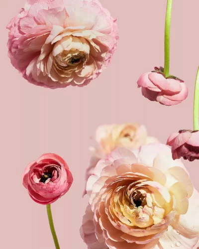 Bó hoa ranunculus hồng nhiều lớp cánh mỏng, nền hồng nhạt