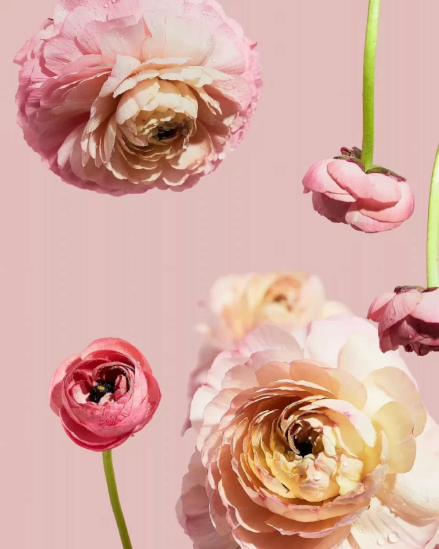 Bó hoa ranunculus hồng nhiều lớp cánh mỏng, nền hồng nhạt