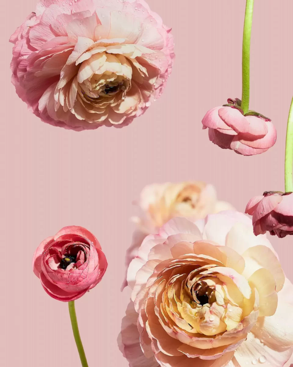 Bó hoa ranunculus hồng nhiều lớp cánh mỏng, nền hồng nhạt