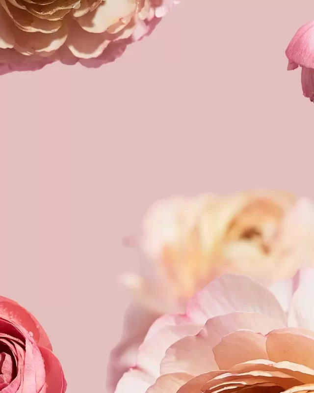 Cận cảnh: bó hoa ranunculus hồng nhiều lớp cánh mỏng, nền hồng nhạt