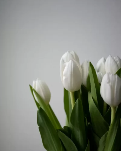 Bó hoa tulip trắng thân xanh, gói gọn trên nền sáng